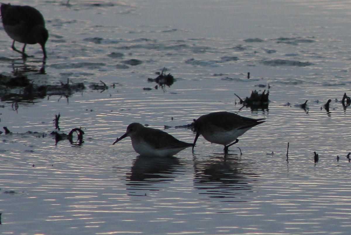 Dunlin - Matt Baumann