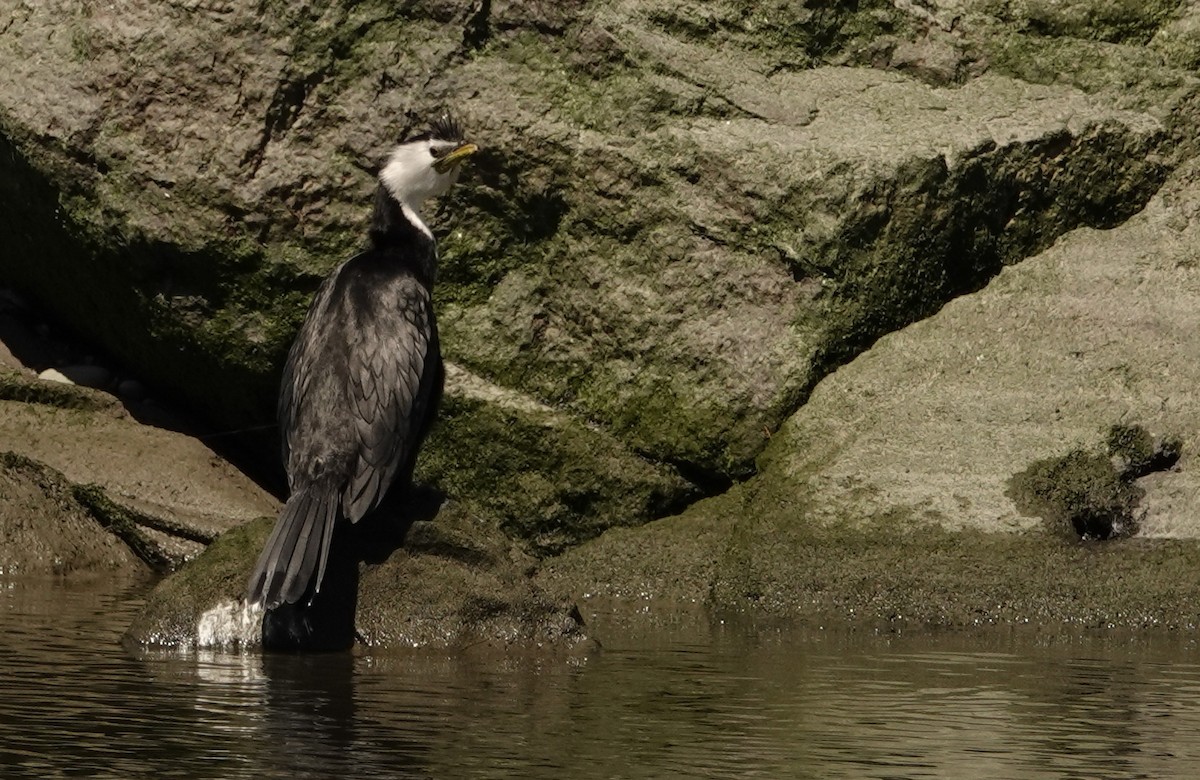 Little Pied Cormorant - Hendrik Swanepoel