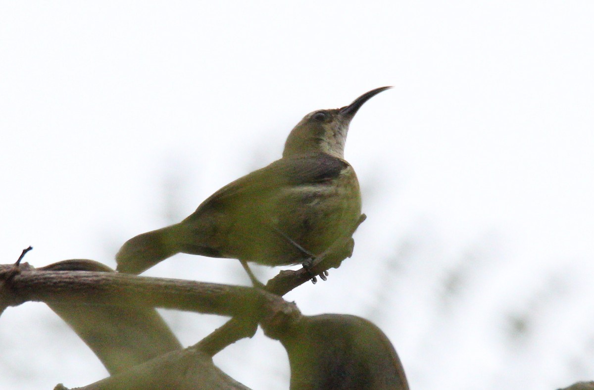 Mouse-colored Sunbird - ML126983921