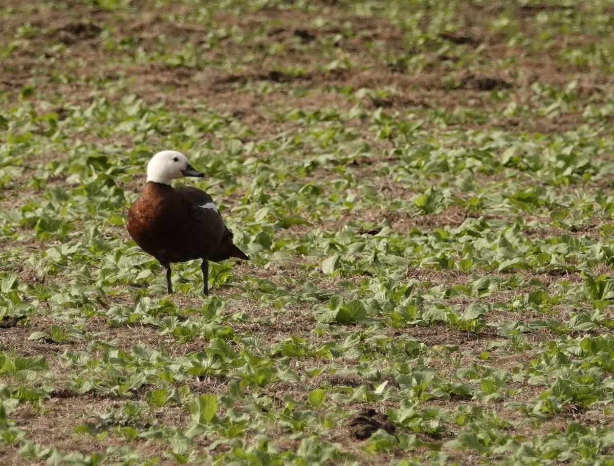 Paradise Shelduck - ML126985301