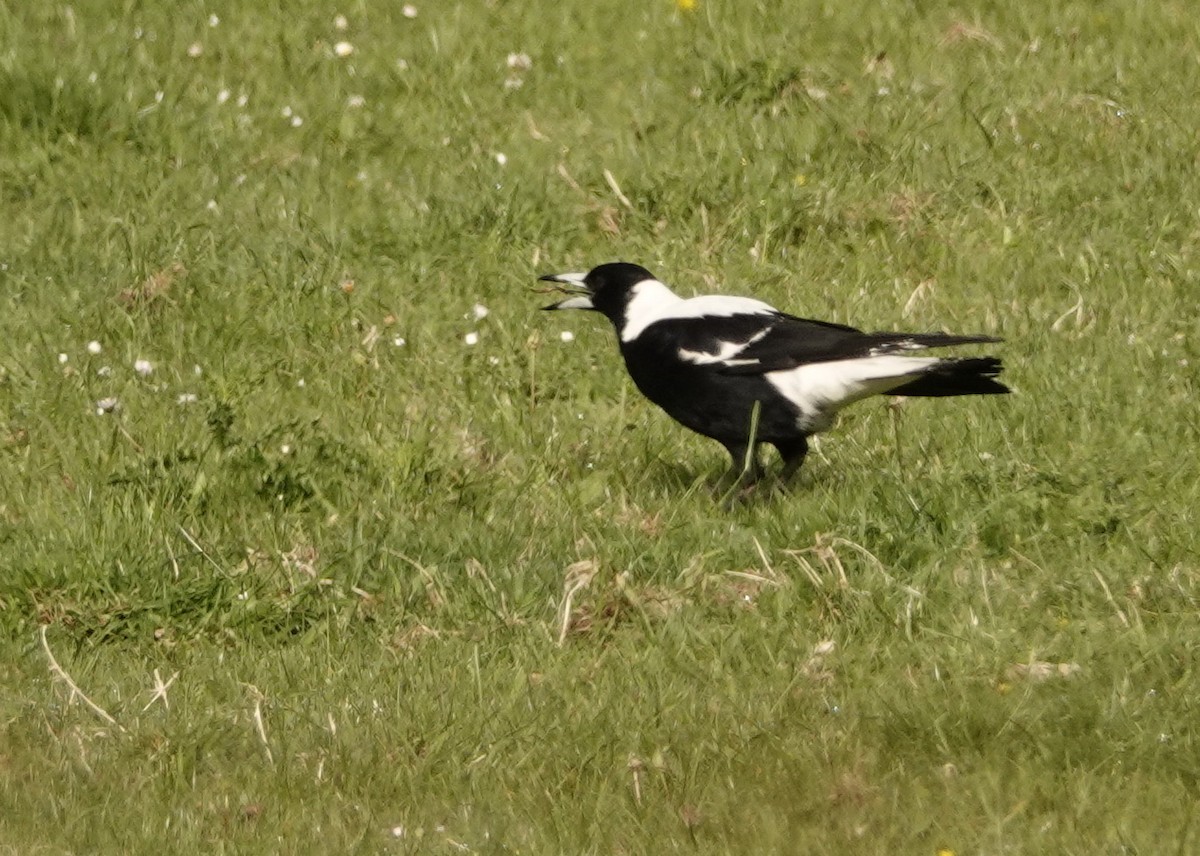 Australian Magpie - ML126985311