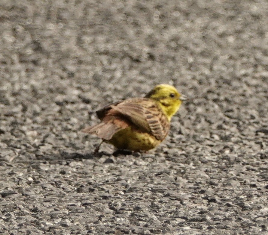 Yellowhammer - ML126985321