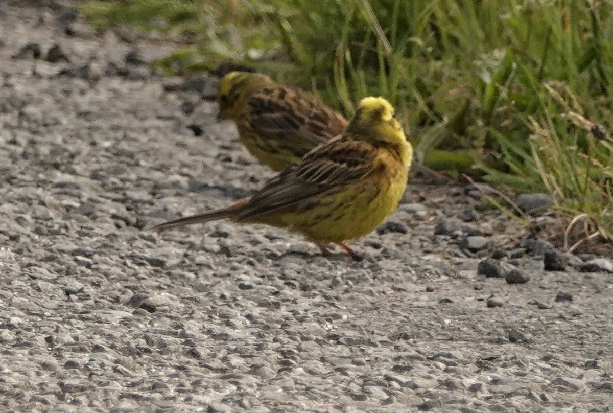 Yellowhammer - ML126985341