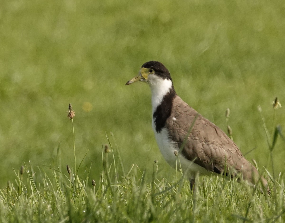 Masked Lapwing - ML126985351