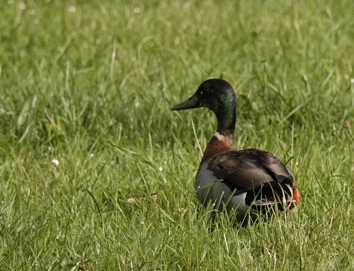 Canard colvert - ML126985371