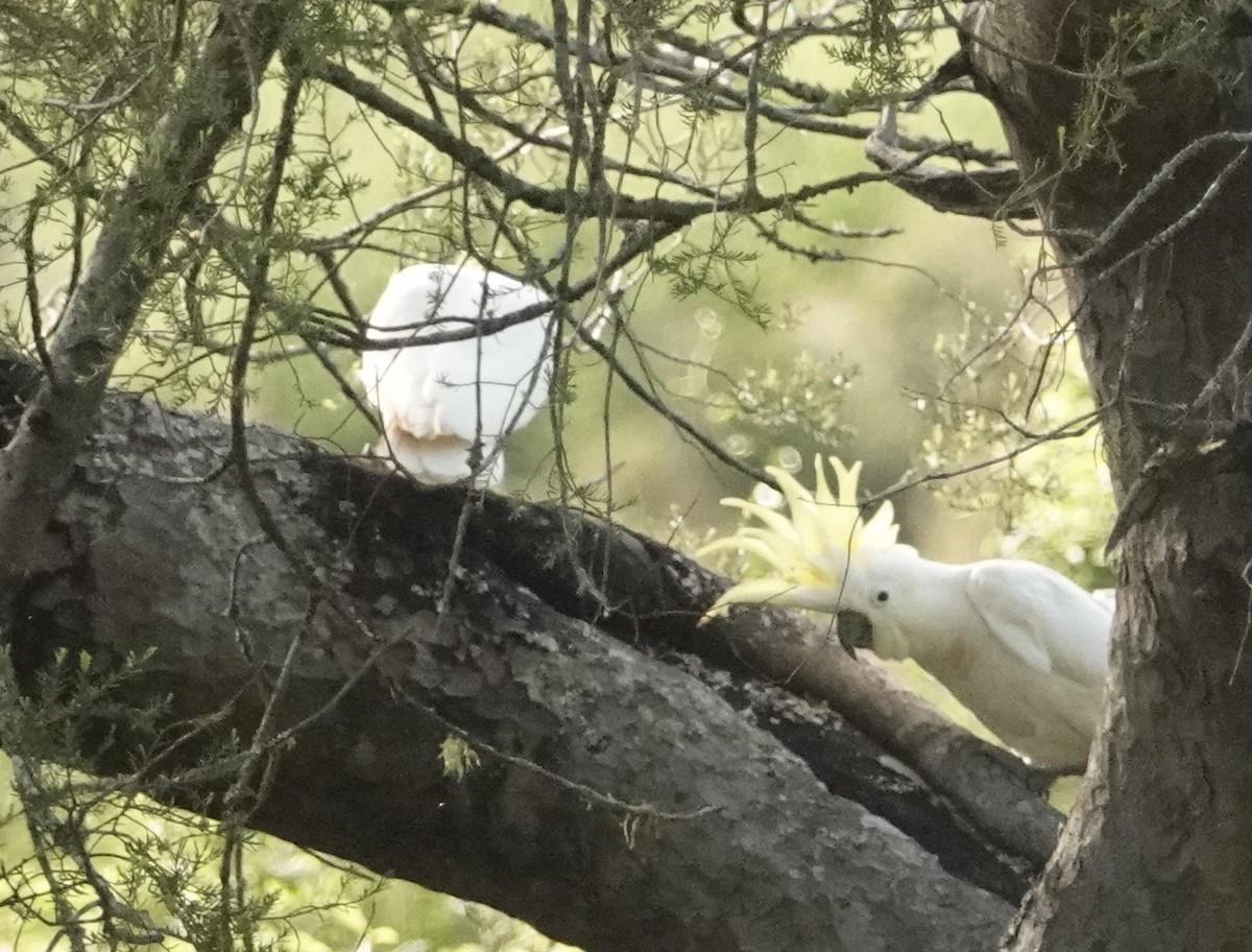 Sulphur-crested Cockatoo - ML126985381