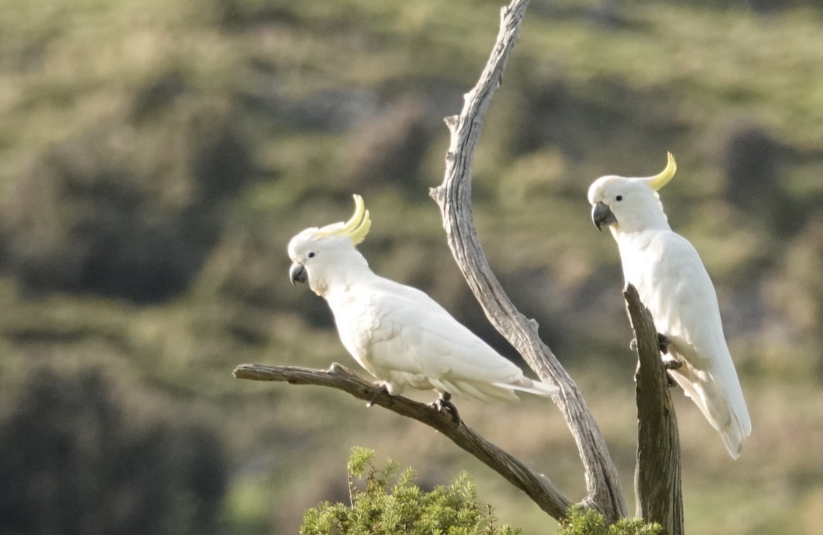 Cacatoès à huppe jaune - ML126985391