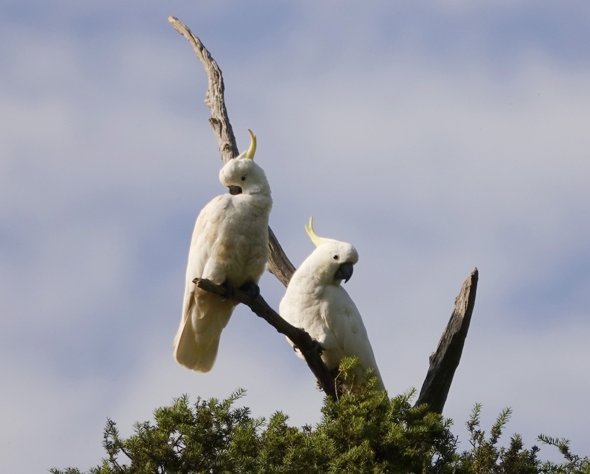 Cacatúa Galerita - ML126985401