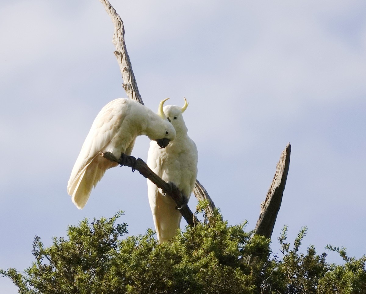 Cacatúa Galerita - ML126985411