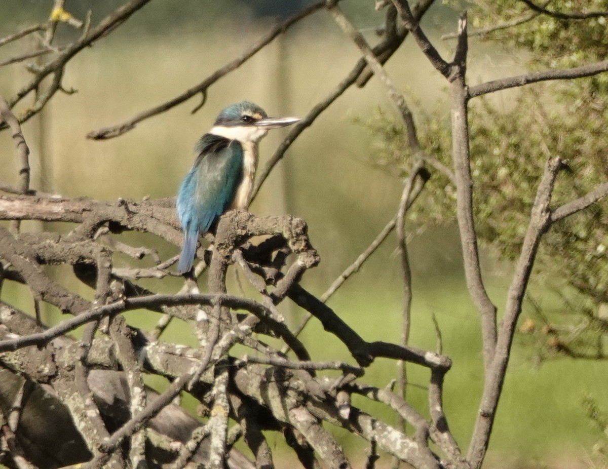 Sacred Kingfisher - Hendrik Swanepoel