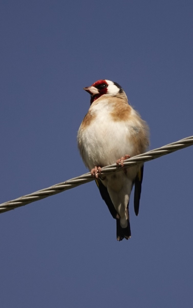 European Goldfinch - ML126985461