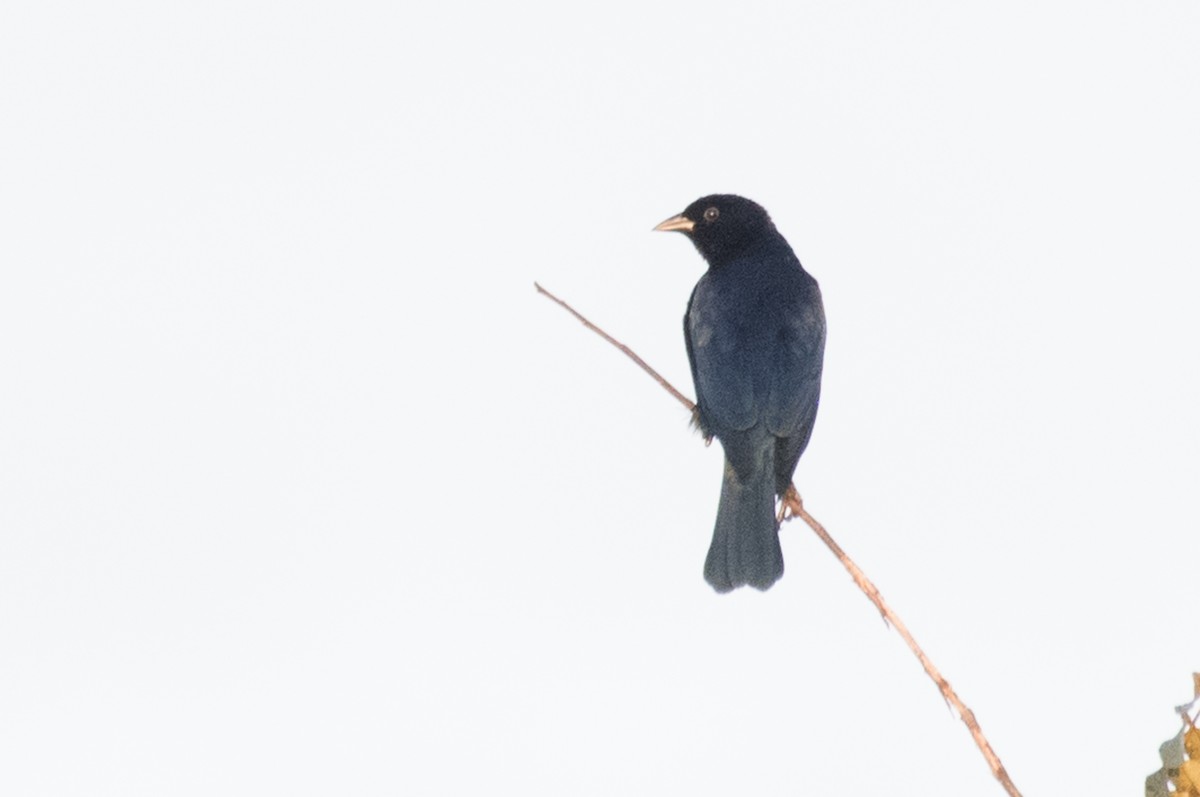 Shiny Cowbird - ML126985661