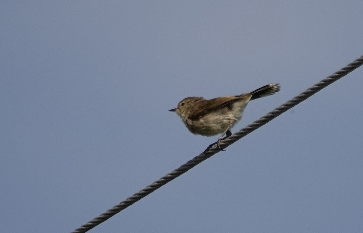 Gray Gerygone - Hendrik Swanepoel