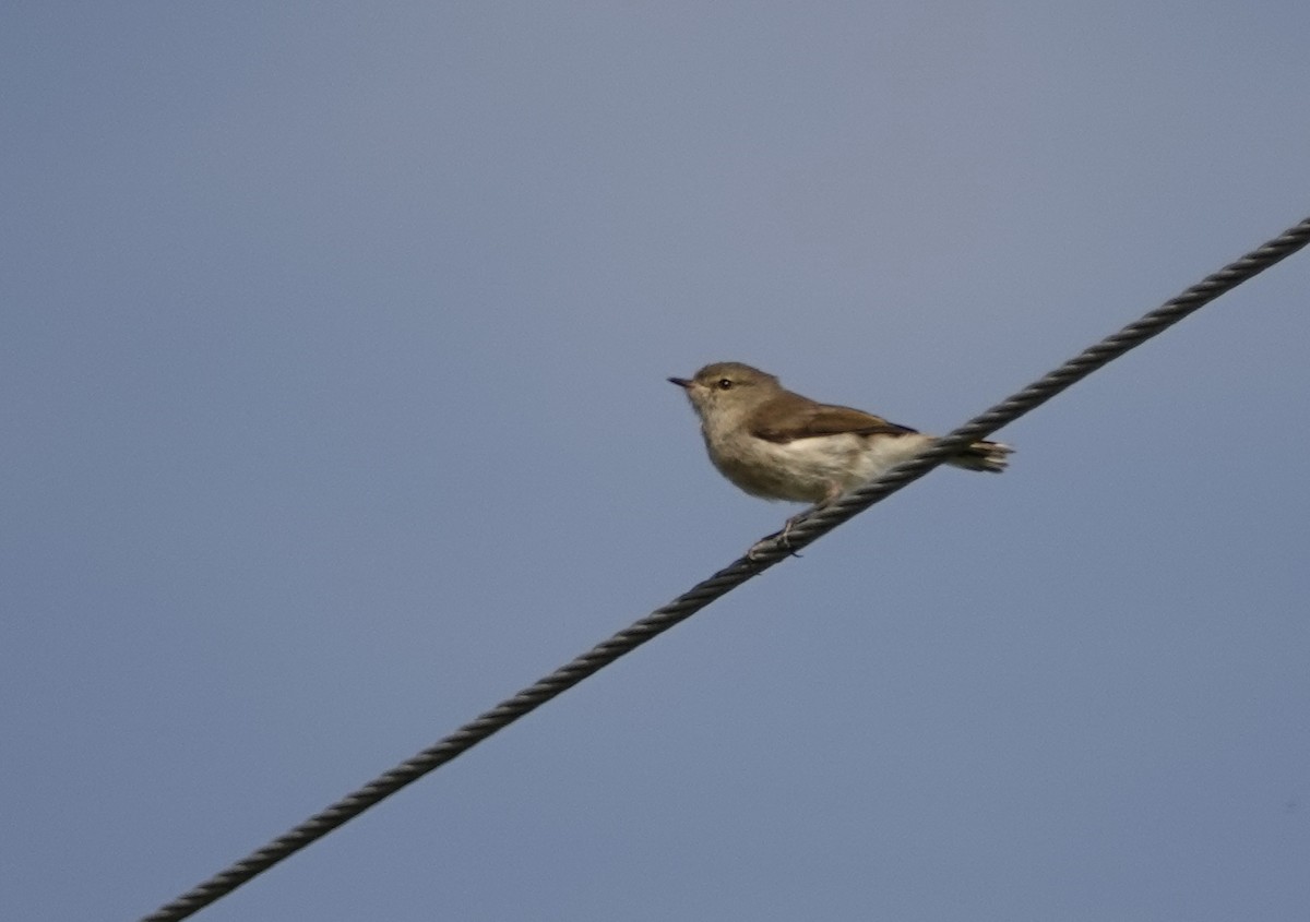 Gray Gerygone - Hendrik Swanepoel