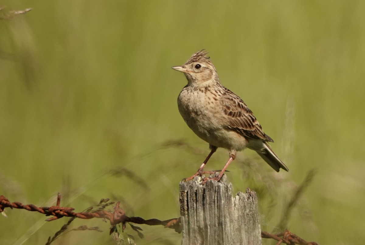 Eurasian Skylark - ML126985751