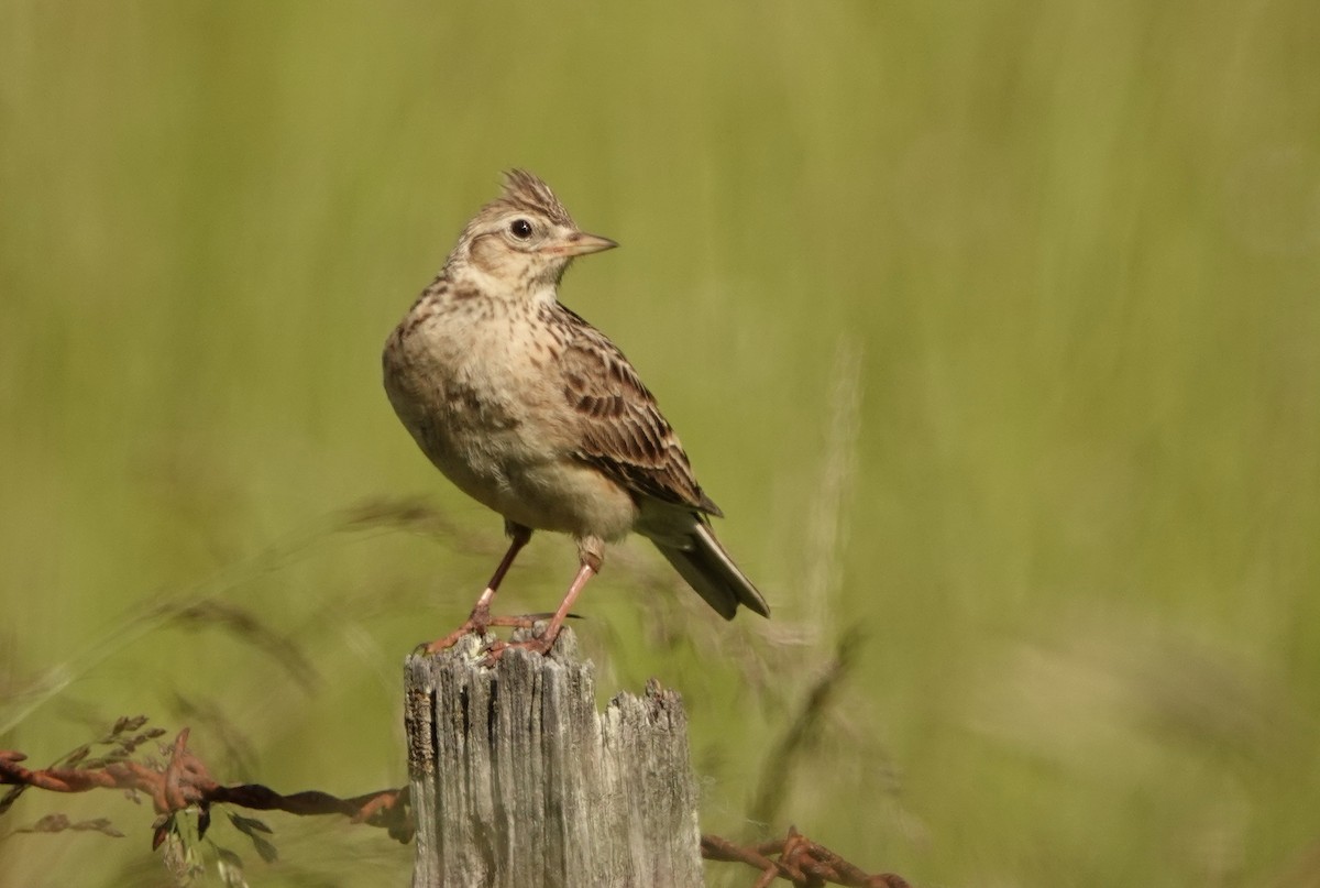 Eurasian Skylark - ML126985771