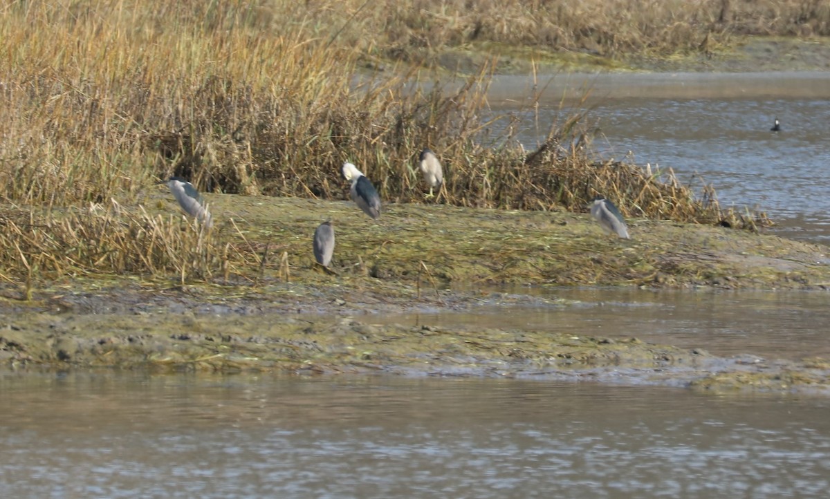 Black-crowned Night Heron - ML126986001