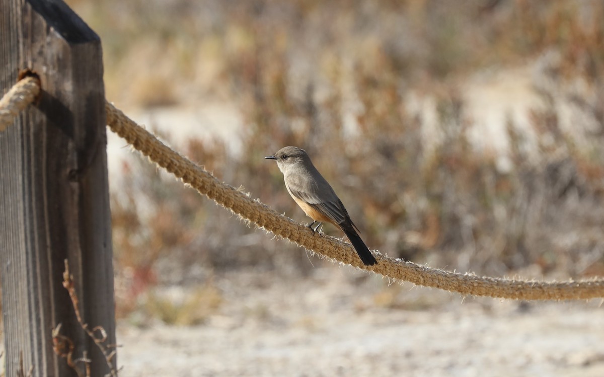 Say's Phoebe - ML126986071