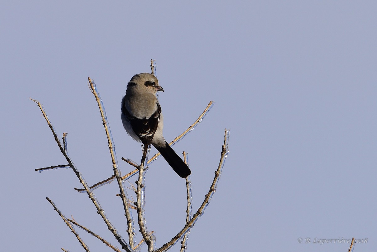 Northern Shrike - ML126987251