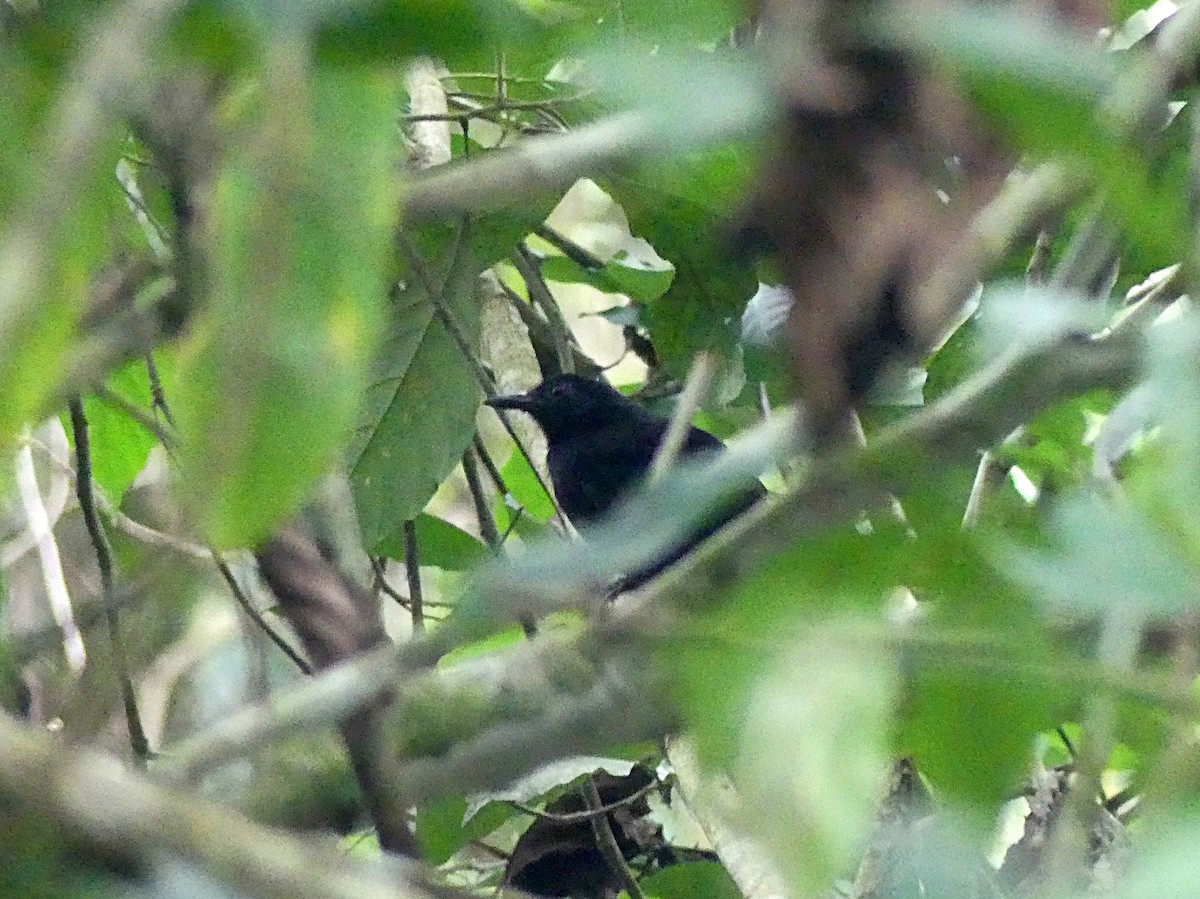 Goeldi's Antbird - ML126989481