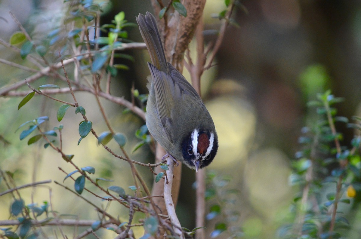 Black-cheeked Warbler - ML126990031