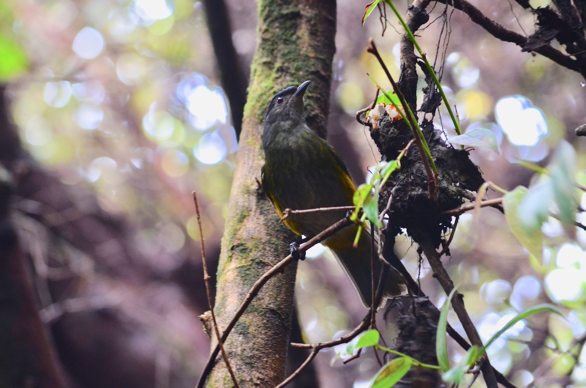 Black-and-yellow Silky-flycatcher - ML126990111