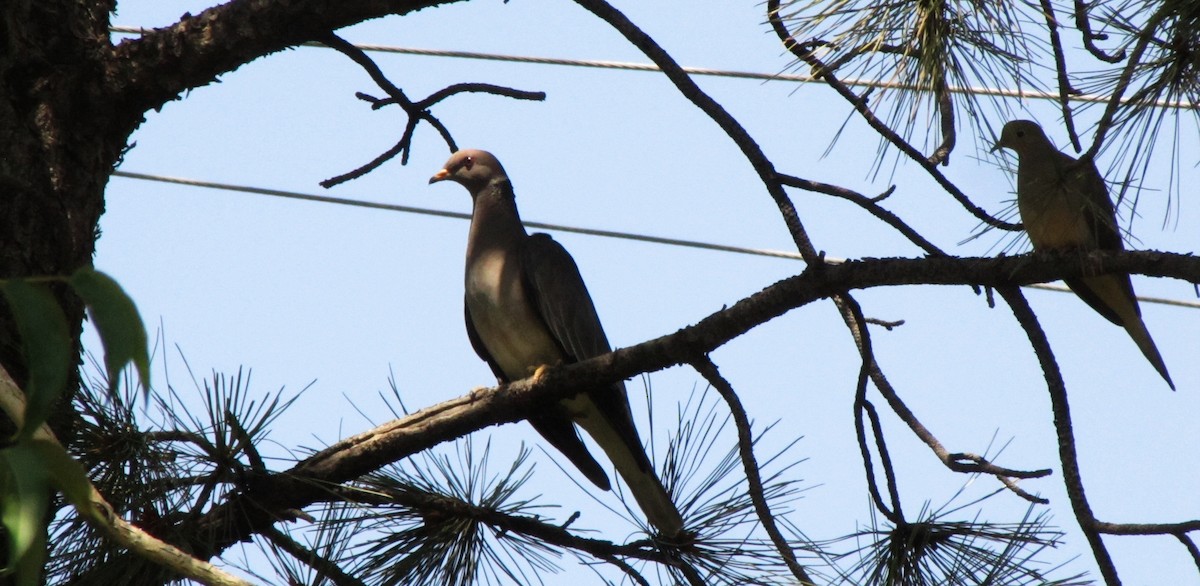 Band-tailed Pigeon - ML126991371