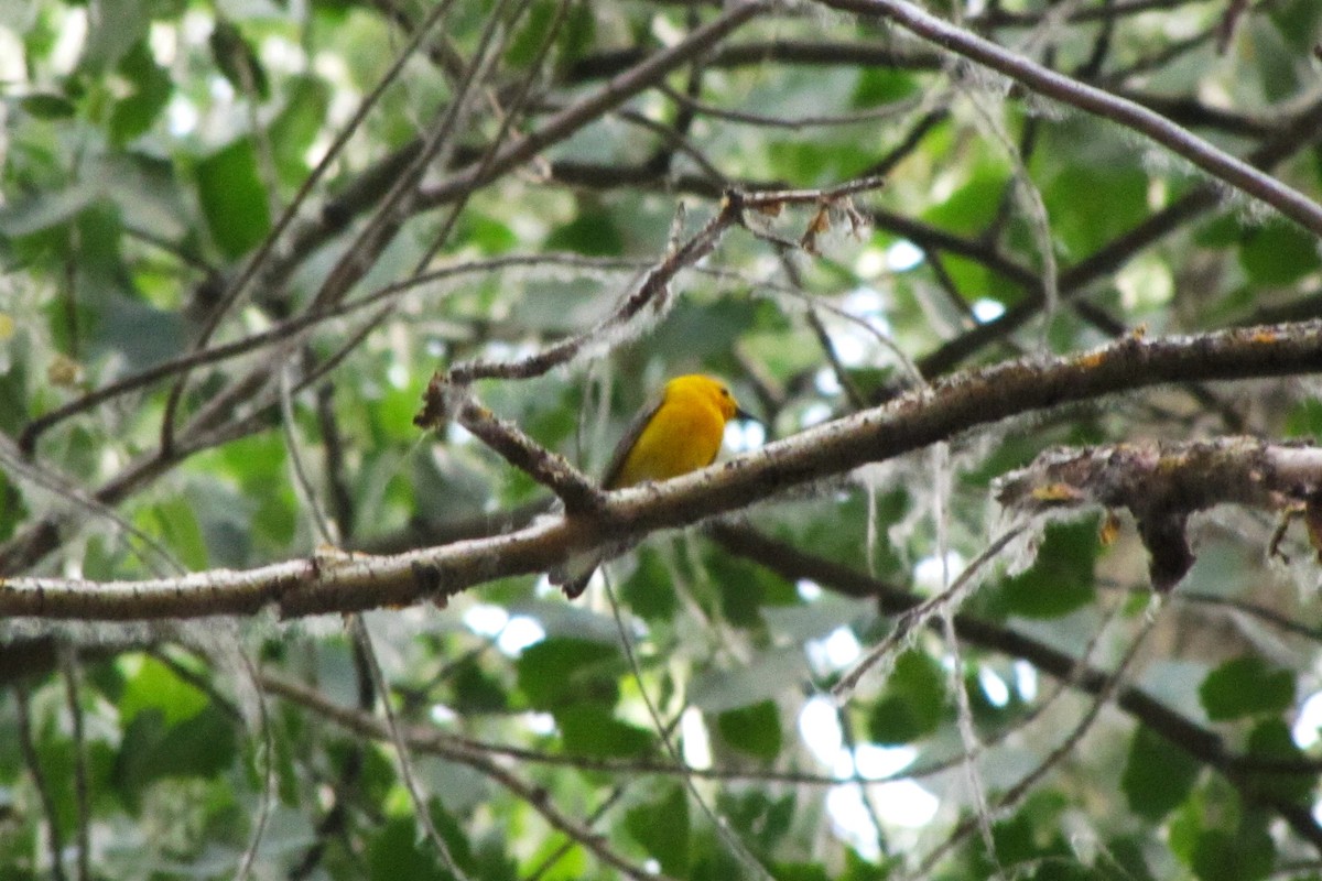 Prothonotary Warbler - ML126991401