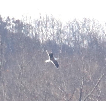 Great Black-backed Gull - ML126991431