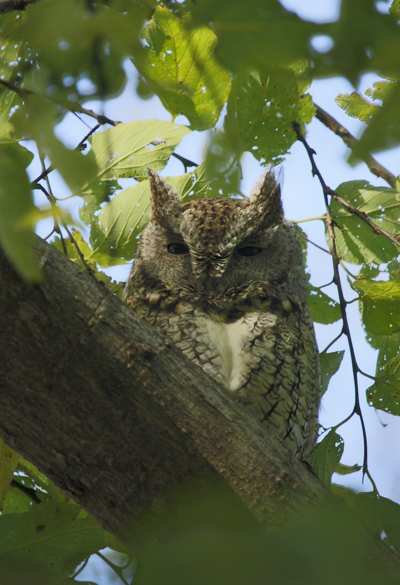 Eastern Screech-Owl - ML126991521