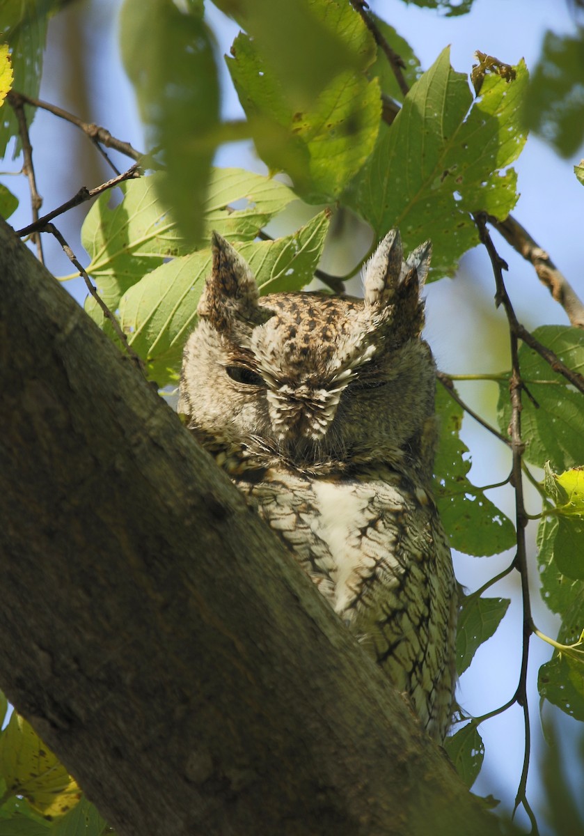 Eastern Screech-Owl - Kaleb Kroeker