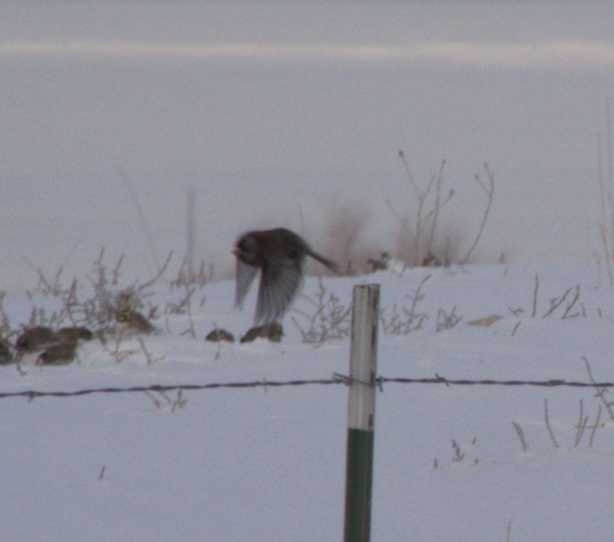 Gray-crowned Rosy-Finch (Hepburn's) - ML126993331