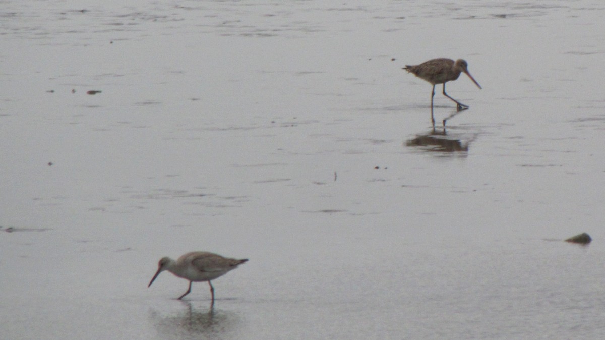 Marbled Godwit - ML126994821