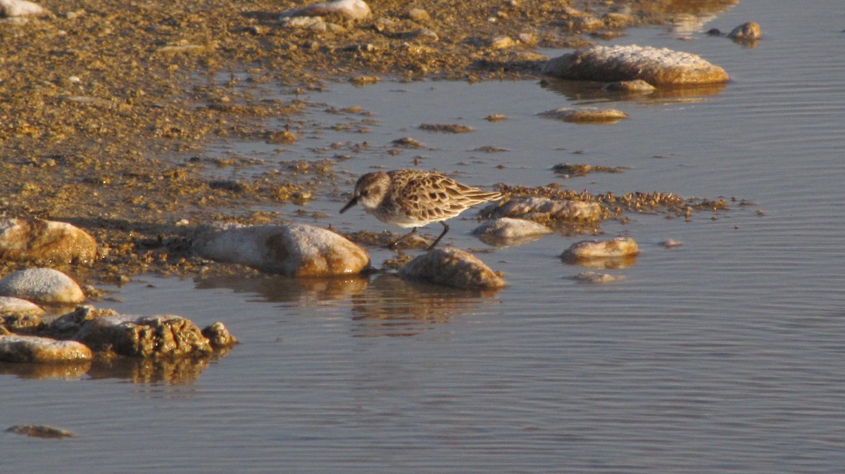 Semipalmated Sandpiper - Bryant Olsen