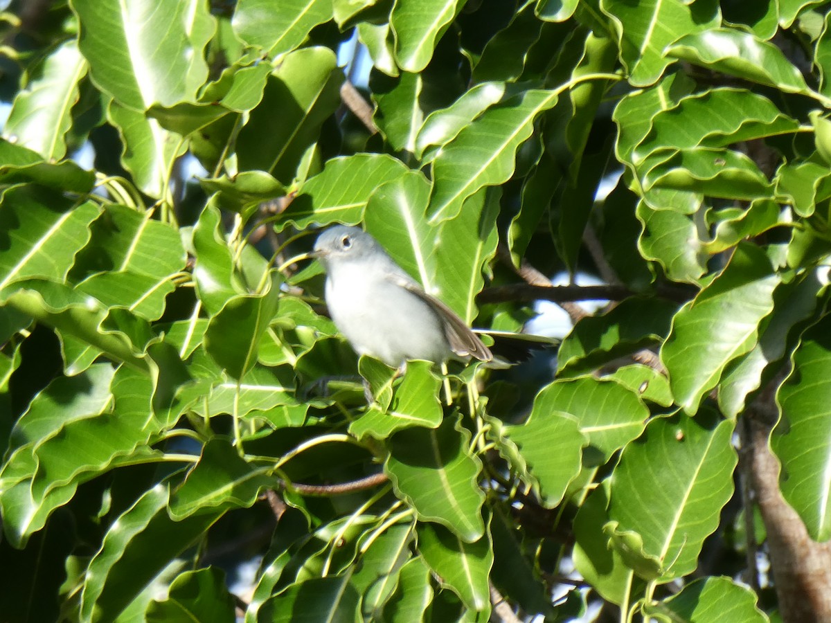 Blue-gray Gnatcatcher - ML126996131