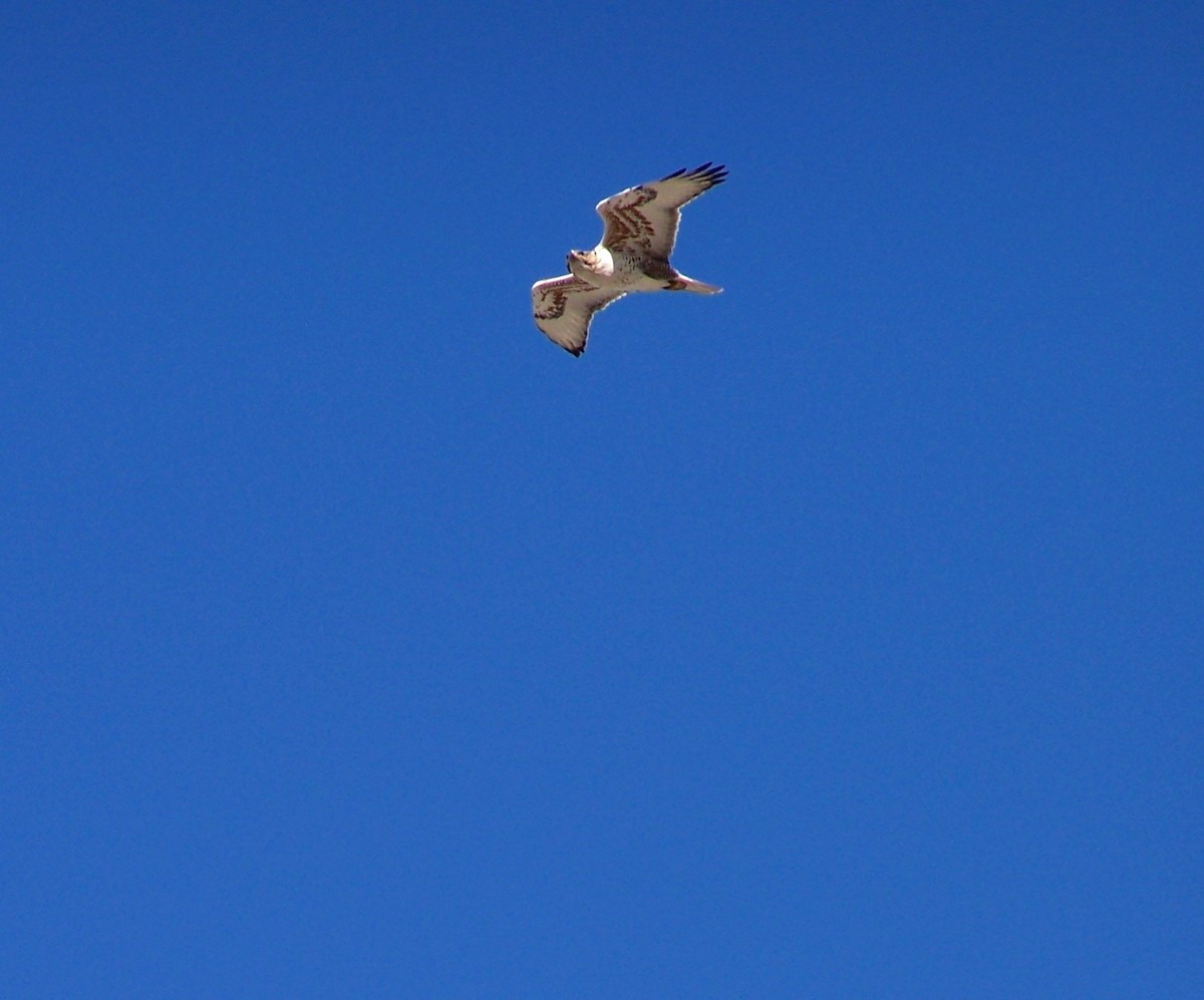 Ferruginous Hawk - Bryant Olsen