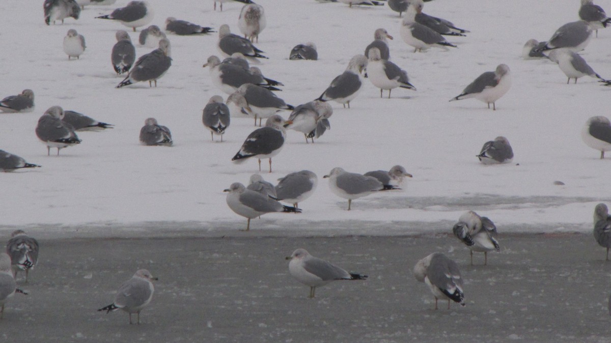 Lesser Black-backed Gull - ML126999041