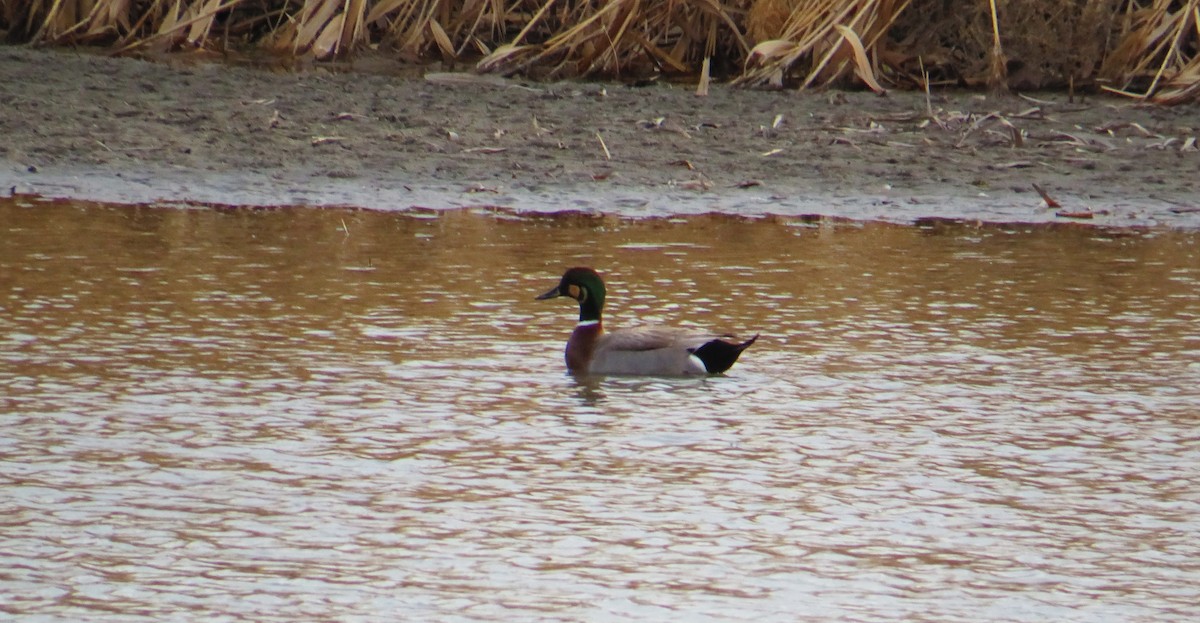 Gadwall x Mallard (hybrid) - ML127002471