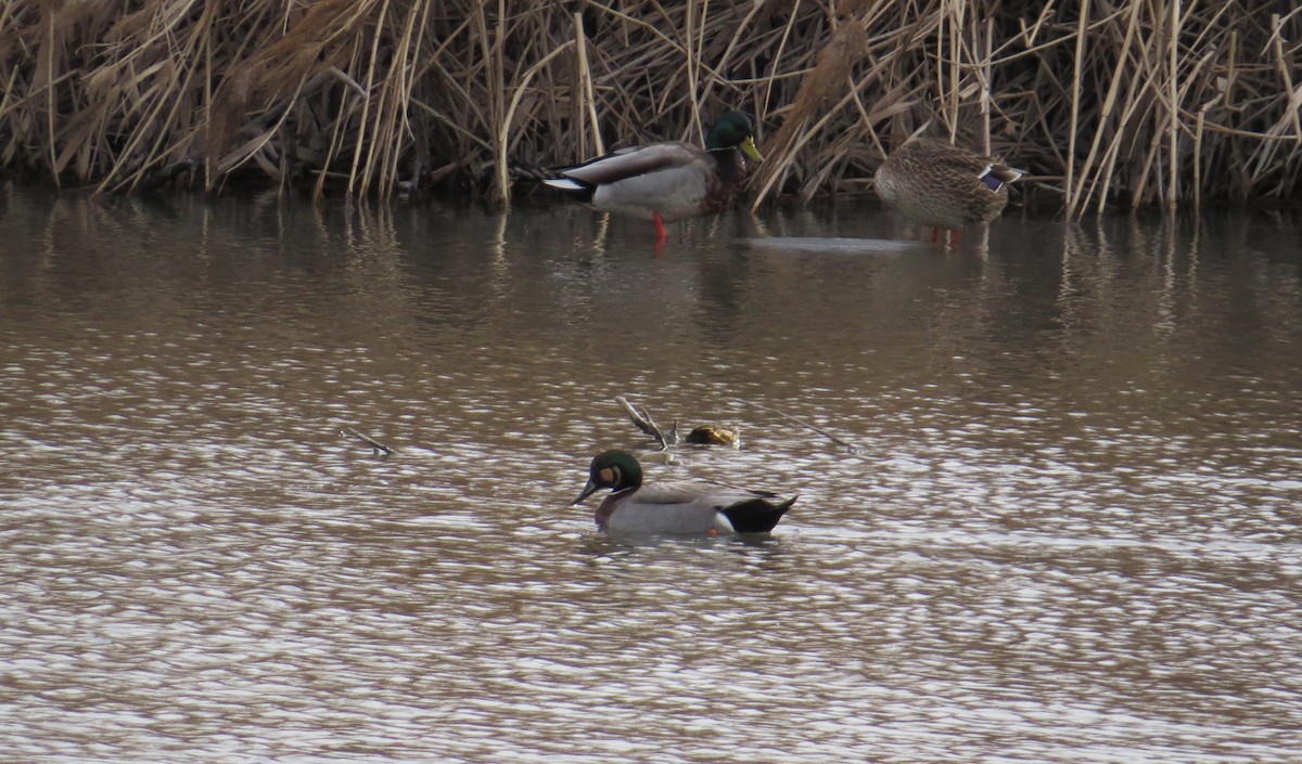 Gadwall x Mallard (hybrid) - Bryant Olsen