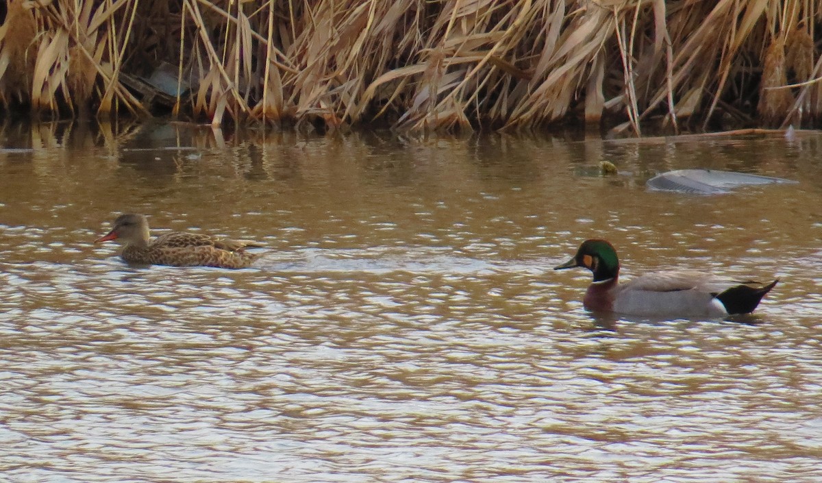 Gadwall x Mallard (hybrid) - ML127002511