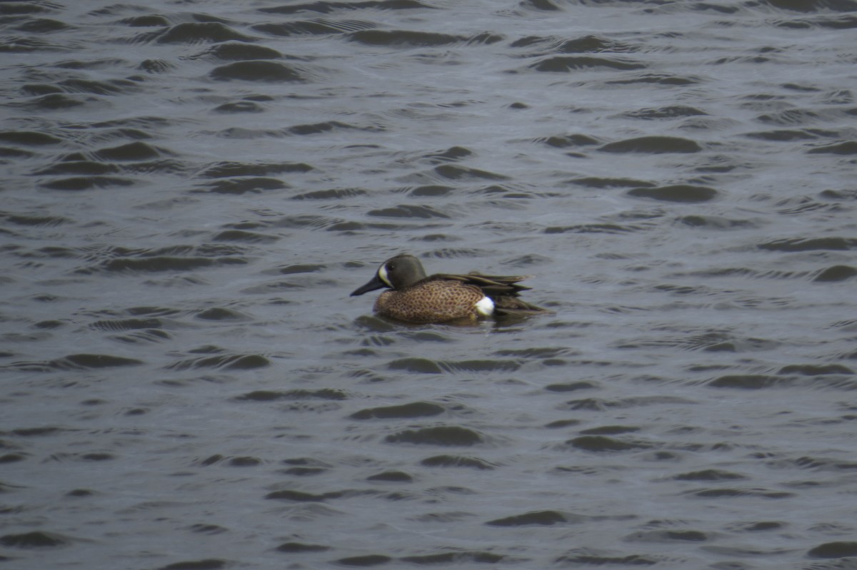 Blue-winged Teal - ML127003061