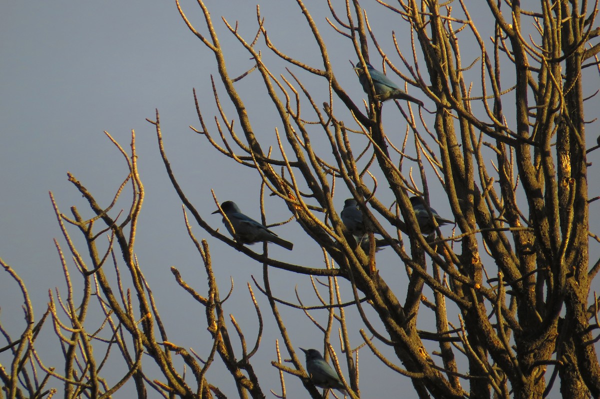 Pinyon Jay - ML127003171