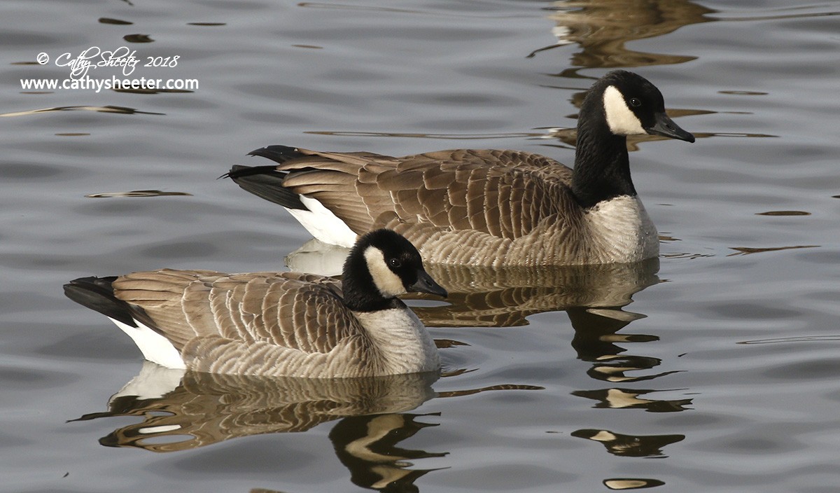 Canada Goose (canadensis Group) - Cathy Sheeter