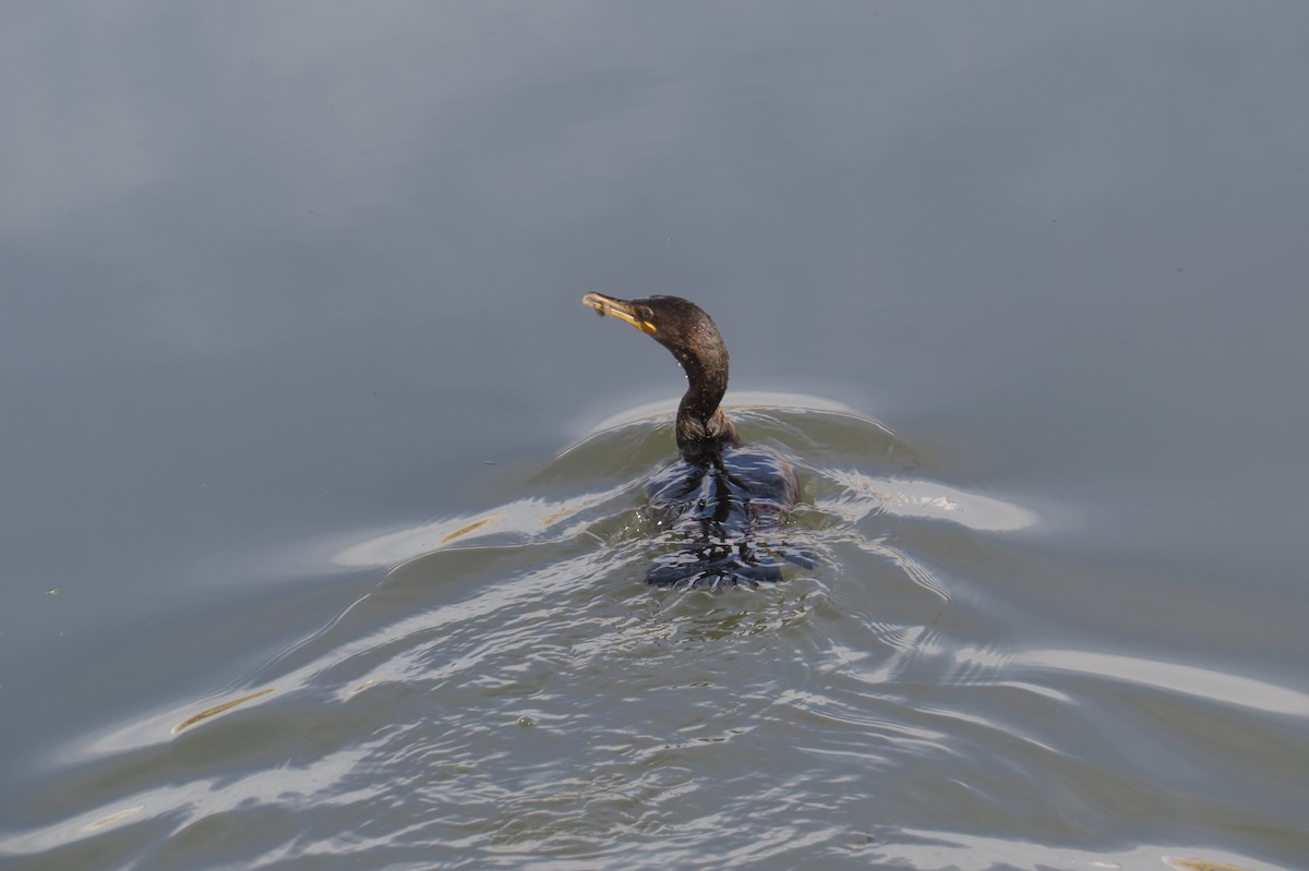 Neotropic Cormorant - ML127003381