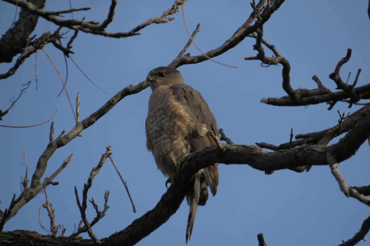 Cooper's Hawk - ML127003531