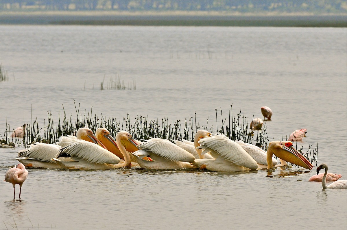 Great White Pelican - Gerald Friesen