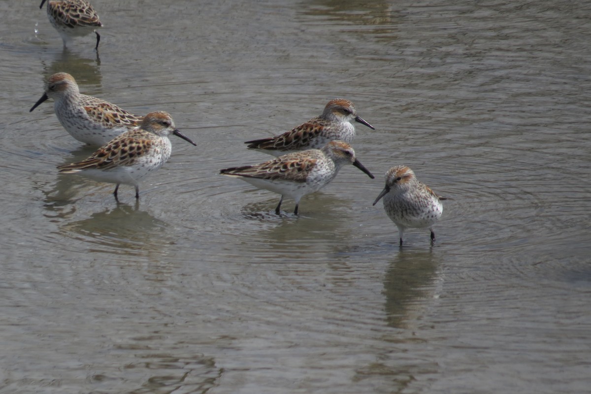 Western Sandpiper - Bryant Olsen