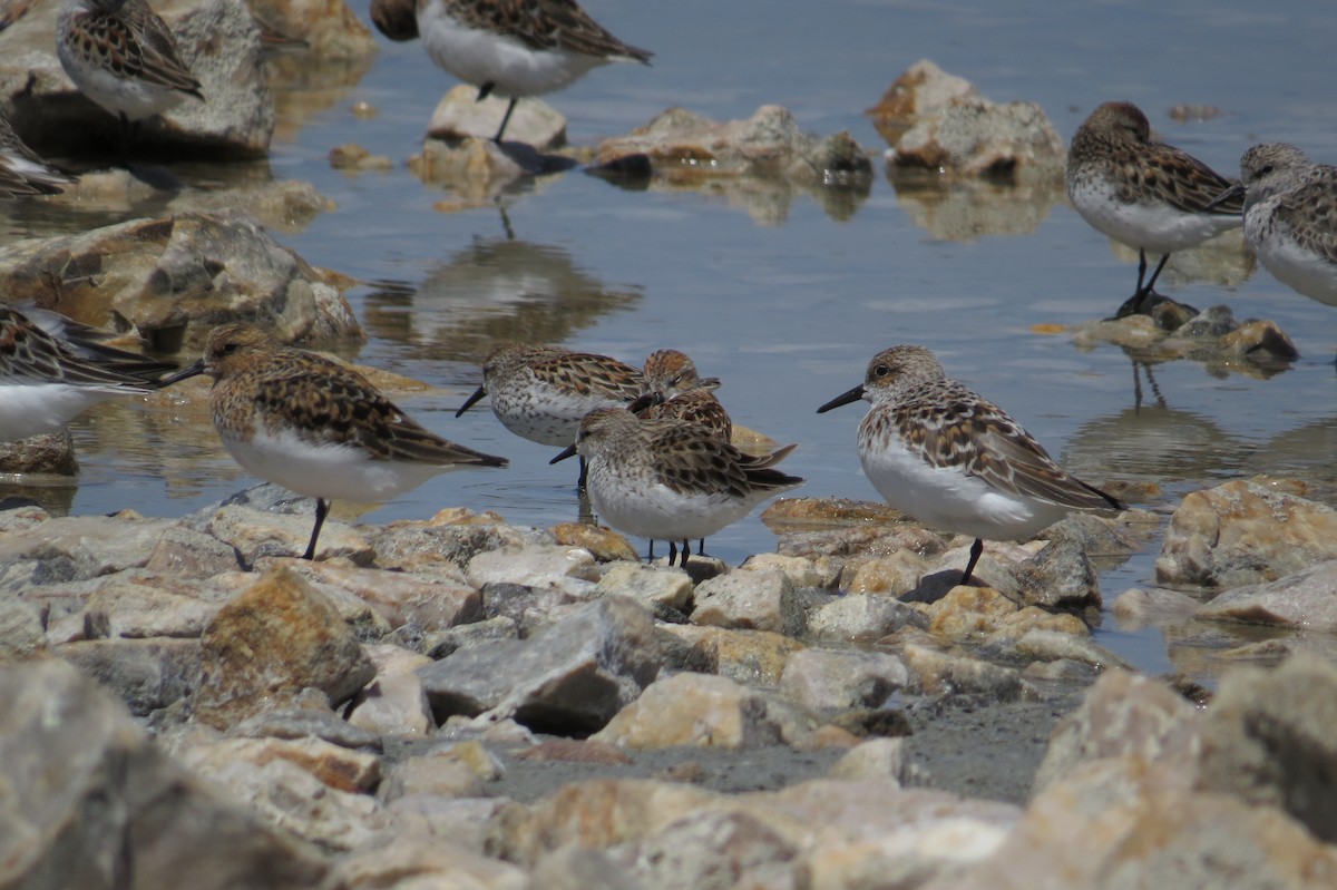 Semipalmated Sandpiper - ML127005021