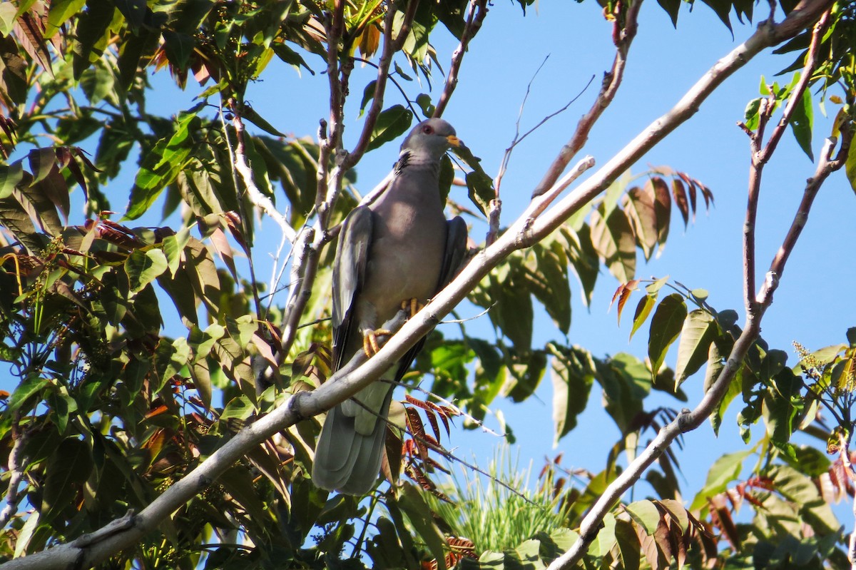 Band-tailed Pigeon - ML127005151