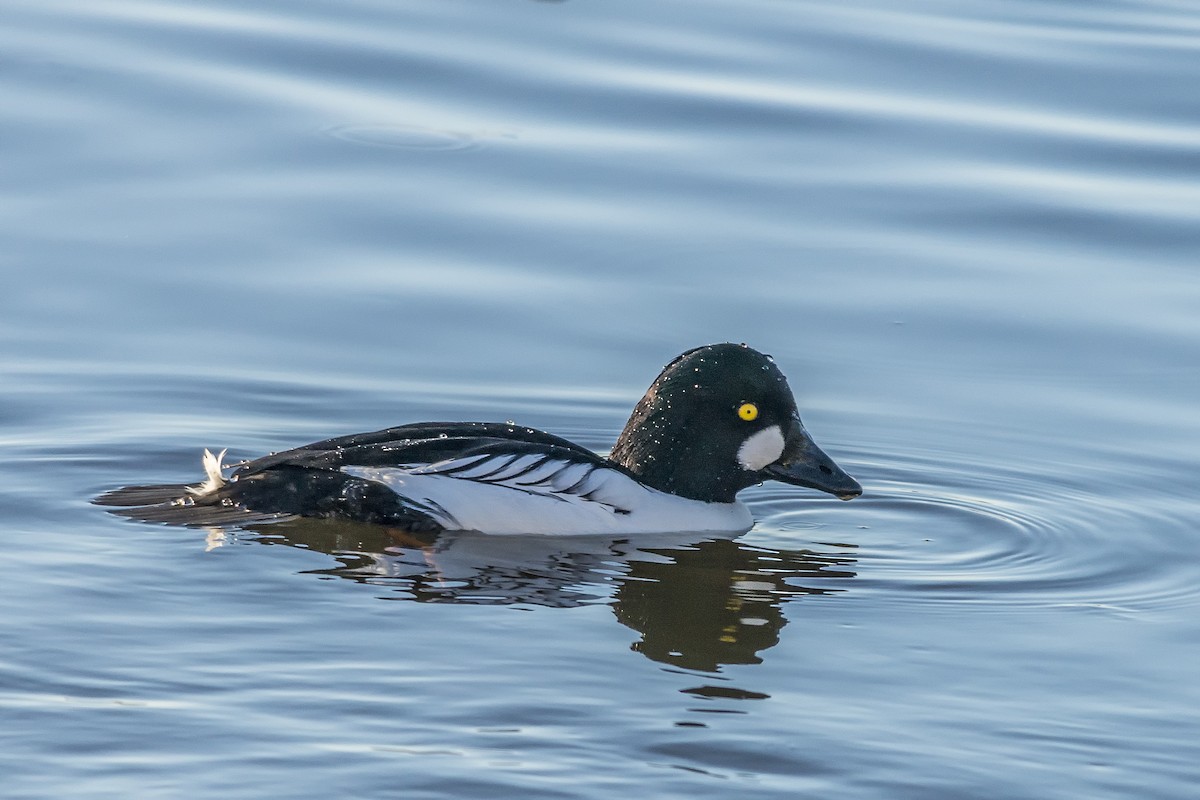 Common Goldeneye - Rodolfo Quinio